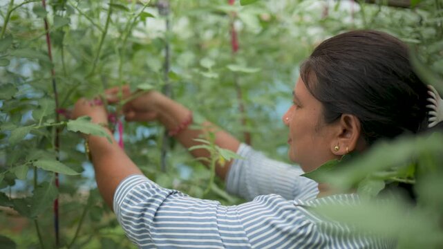 Female farmer tying tomato vines to supporting trellis in a greenhouse in Nepal.