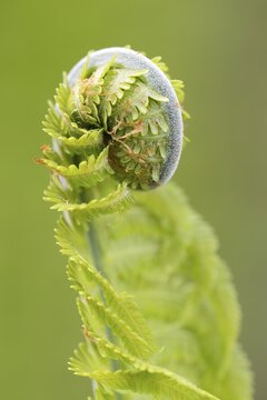 Sprout, fern (Monilophyta), Seleger Moor marshland, Rifferswil, Switzerland, Europe