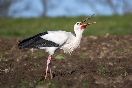 White stork feeding in the field, Ciconia ciconia, L&uuml;tzelsee, Canton of Zurich, Switzerland