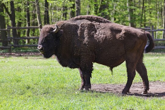 Wisent, European bison (Bos bonasus) also bison bull, bull, captive, Germany
