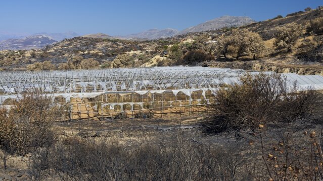 Burnt greenhouses in a dry landscape with mountain views, forest fire, fire, damage caused by fire, fire on July 29 and 30, 2026, Agios Pavlos, south coast, Retimnon province, Crete, Greek Islands, Greece