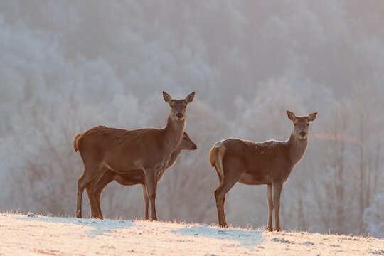 Three female red deer (Cervus elaphus) stand on a meadow covered in hoar frost in the faint light of a slightly misty winter's day. A forest covered in hoarfrost can be seen in the background