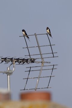 Barn swallow (Hirundo rustica) two adult birds on an urban house television aerial in spring, England, United Kingdom
