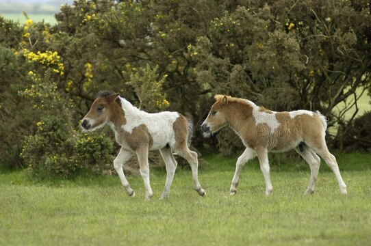 Shetland Pony south west England