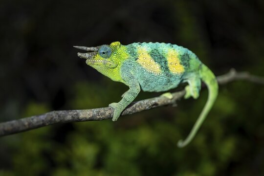 Three-horned chameleon (Trioceros jacksonii), male, Bwindi Impenetrable Forest National Park, Uganda