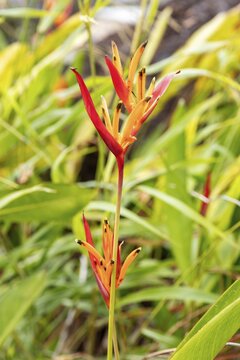 Bird of paradise flowers (Heliconia psittacorum), San Cristobal, Galapagos, Ecuador