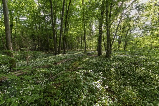 Mixed deciduous forest in spring, flowering Ramsons (Allium ursinum) and deadwood on forest floor, Perlacher Forst, Bavaria, Germany