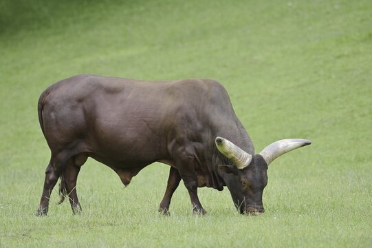 Watussi cattle or Ankole cattle (Bos primigenius f. taurus, Bos primigenius hahni), bull in a meadow, domestic cattle breed in East Africa