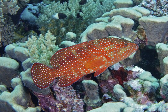 Jewel grouper (Cephalopholis oligosticta), Daedalus Reef dive site, Egypt, Red Sea