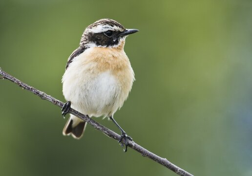 Whinchat (Saxicola rubetra), sitting on a branch, Emsland, Lower Saxony, Germany