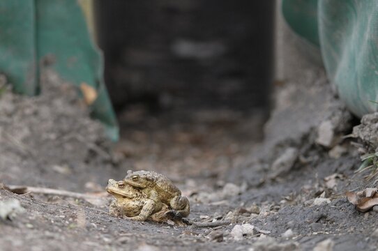 Common toad (Bufo bufo), pair at a protective fence with a culvert under a road, Thuringia, Germany