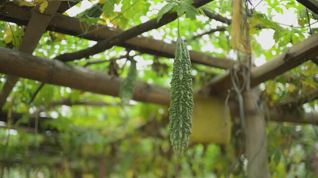 View looking down a dirt path under a wooden trellis growing bitter gourd.