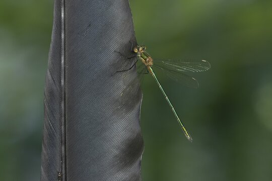Emerald damselfly (Lestes sponsa) adult insect resting on a bird feather in summer, England, United Kingdom