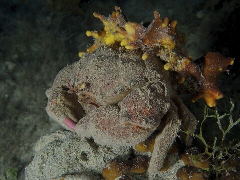 A camouflaged crab, the woolly crab (Dromia personata), sits in the dark water, covered in golden sponge (Aplysina aerophoba) . Dive site: Hausriff, Stoja, Pula, Croatia, Mediterranean Sea