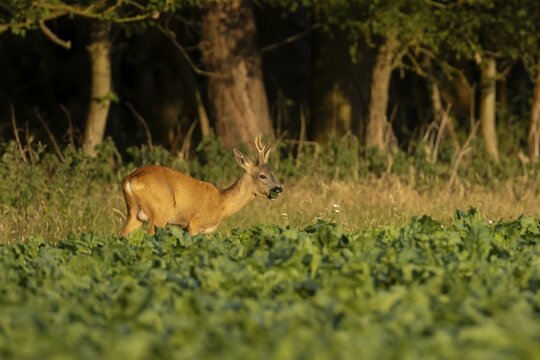 Roe deer (Capreolus capreolus) adult male buck animal feeding in a farm sugar beet crop on the edge of woodland in summer, England, United Kingdom