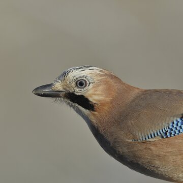 Eurasian jay (Garrulus glandarius), animal portrait, Wilden, North Rhine-Westphalia, Germany