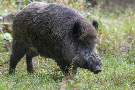 Artiodactyla, even-toed ungulate, cloven-hoofed, wild boar, wild boar, boar, boar, mammals, mammals