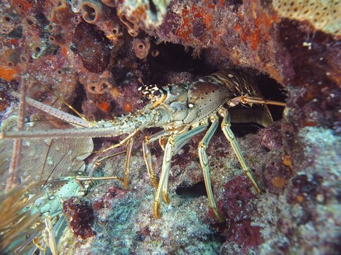 A Caribbean spiny crayfish (Panulirus argus) hides in a cave on the seabed. Dive site John Pennekamp Coral Reef State Park, Key Largo, Florida Keys, Florida, USA