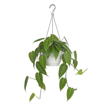 Hanging green pothos plant with long leaves