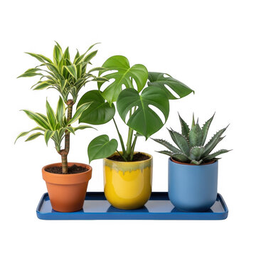Three potted plants on blue surface