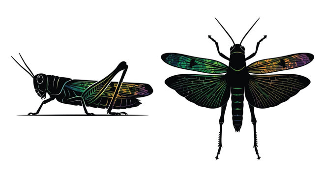 Detailed vector illustration of two grasshoppers with iridescent wings