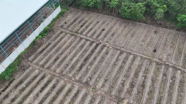 An aerial view of plowed and drained farmland, with parallel raised beds and sparse vegetation.