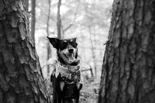Pet Dog Wearing Bandana During Woodland Hike in Black and White