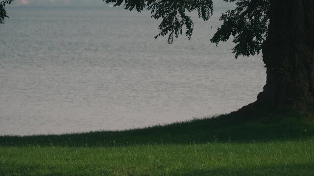 Large tree casting shade over a grassy park with water in the background
