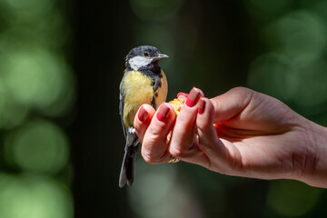 bird in hand © pityke70