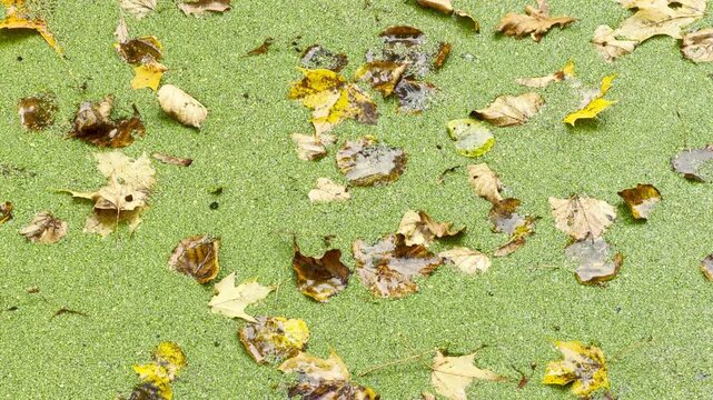 Fallen autumn leaves float gently across bright green duckweed on a pond in Pavlovsk Park, Saint Petersburg. This tranquil natural scene brings a nostalgic feeling of peace and quiet joy.