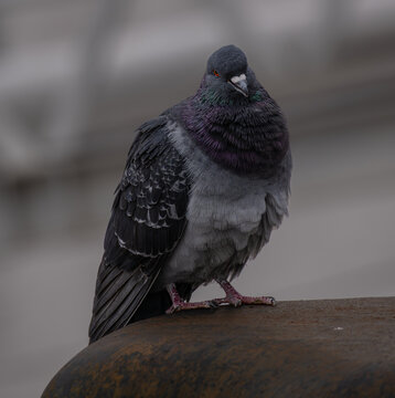 Rock pigeon restng on a ledge
