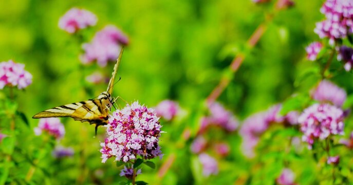 Colorful  butterfly with open wings in the meadow full of purple flower, flowers, and insects wildlife background