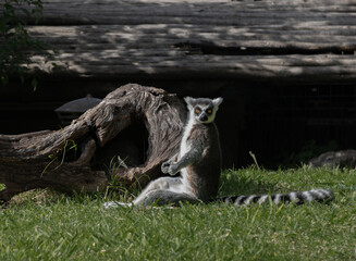 Obraz premium Ring-tailed lemur looking at camera while resting on grass in sunlight