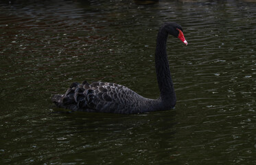 Black swan swimming on a pond © Luciana Paz