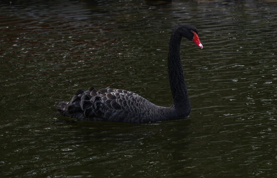 Black swan swimming on a pond
