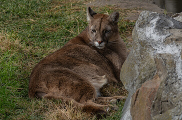 Wild cougar resting near rocks in natural habitat. © Luciana Paz