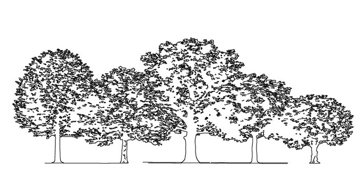 Extended row of deciduous trees illustrating a landscape buffer isolated on transparent background for urban design