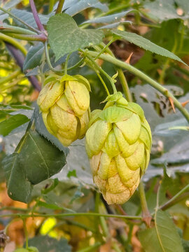 wild hops flower (Humulus lupulus)