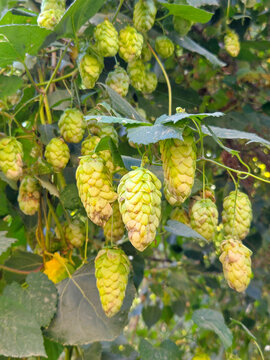 wild hops flower (Humulus lupulus)