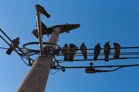 Pigeons perch on tangled power lines against a clear blue sky. One bird sits atop a weathered utility pole. Others rest along wires, silhouetted by sunlight. Scene evokes urban stillness