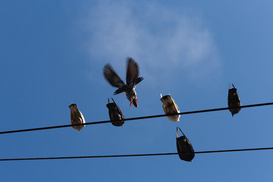Birds perch on wires against clear blue sky. One bird spreads wings mid-flight, motion blurred. Clouds drift lazily overhead, adding depth. Scene captures urban wildlife in quiet moment