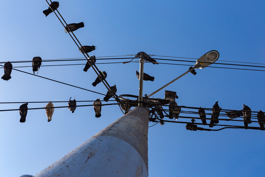 Pigeons perch atop tangled wires against a clear blue sky. They rest, observe, and wait on urban overhead lines. The scene feels quiet, calm, and slightly chaotic