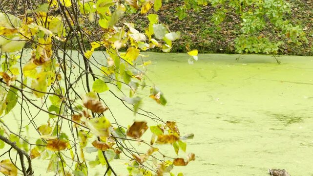 Golden tree leaves hang gently over a duckweed pond in Pavlovsk Park, Saint Petersburg. This tranquil autumn view inspires a feeling of peaceful calm and quiet joy.