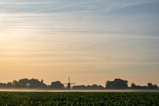 Misty Sunrise Over Belgian Countryside with Traditional Windmill Silhouette and Green Cornfield