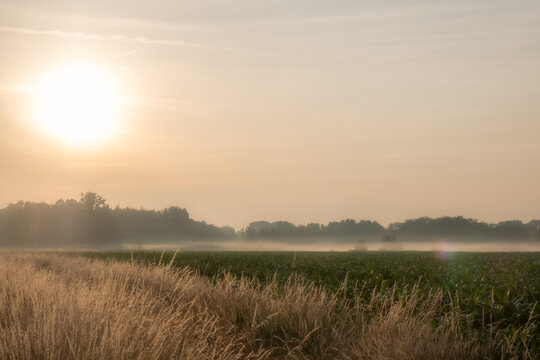 Misty Summer Sunrise Over Agricultural Fields with Golden Morning Light and Ground Fog
