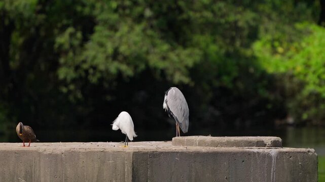 Little Egret and Grey Heron Preening Together in Synchrony 4K
