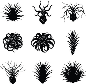 Air plant and tillandsia solid icon set containing icons for ionantha caput medusae bulbosa streptophylla and usneoides for botanical design projects