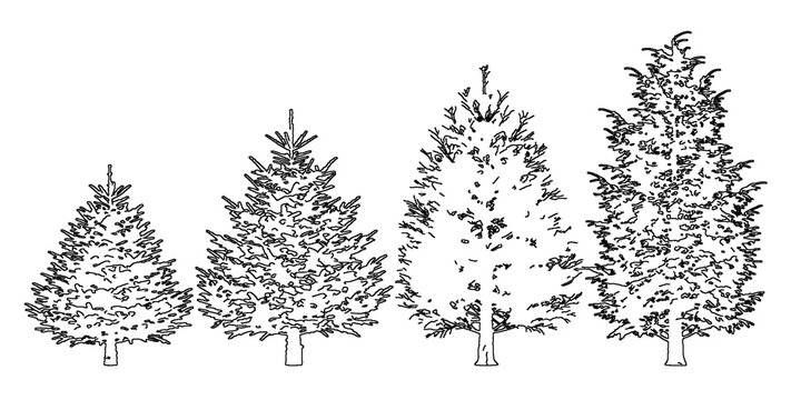 Four evergreen coniferous trees in detailed sketch style isolated on transparent background for forest design