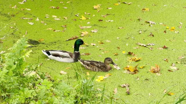 A pair of ducks swim together across a green duckweed pond in Pavlovsk Park, Saint Petersburg. Fallen leaves float around them. This quiet scene brings a feeling of serene joy and peace.