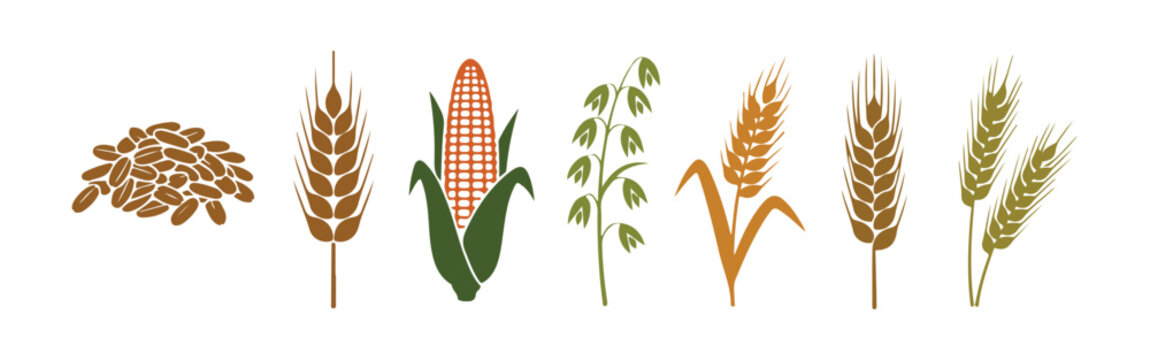 Cereal grain vector icon set featuring rice, wheat, corn, oats, rye, and barley.